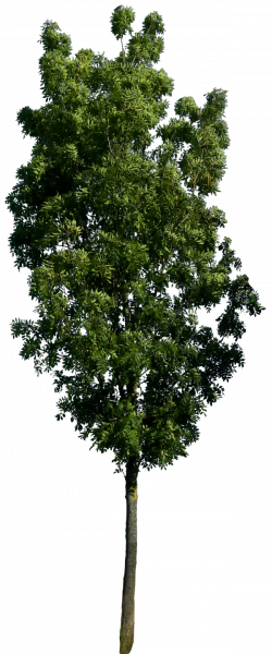 Tree 57 png HQ by gd08.deviantart.com on @deviantART | PSD RESOURCES ...