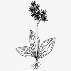 Swamp Clipart River Plant - Black And White Grass #156176 ...