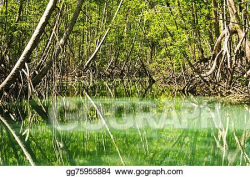 Stock Illustration - Mangrove forest with green river and ...