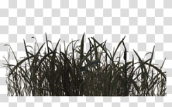 Swamp transparent background PNG cliparts free download ...