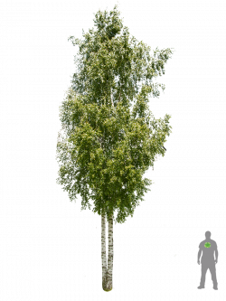 caduco Betula-pendula joven (quitar 1 tronco) | trees | Pinterest ...