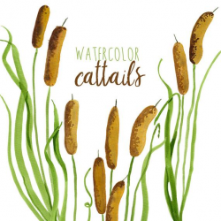 Watercolor Cattails Clipart, Digital Swamp images, Southern American  Clipart, New Orleans Clipart, Lake Clip art, Southern Illustration