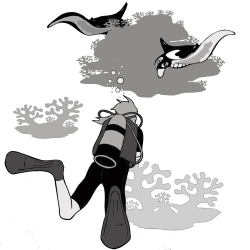 How to Swim with Manta Rays