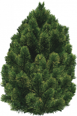 pine-bush-trees-21.png (733×1100) | 4. Trees and Bushes | Pinterest