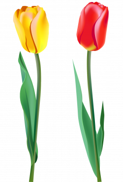 Tulip PNG image | FLOWERS | Pinterest | Paintings