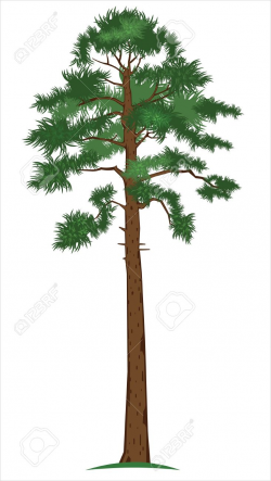 Collection of Tall clipart | Free download best Tall clipart ...