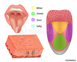 Anatomy human tongue parts. Illustration depicting the ...
