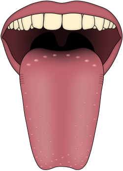 File:Human tongue taste papillae.svg - Wikimedia Commons