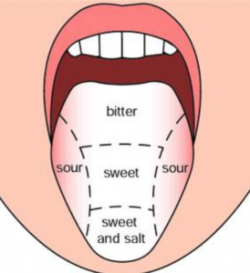 Teeth And Tongue | Class 7, Nutrition in Animals, Science