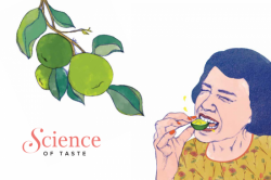Science Of Taste: Sour – Taste