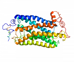 Tachykinin receptor 1 - Wikipedia