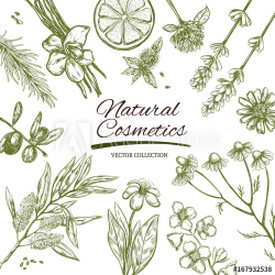 Natural Cosmetics frame.Vector hand drawn banner. Herbs and ...