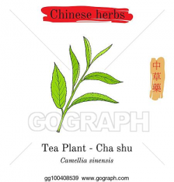 EPS Vector - Medicinal herbs of china. tea plant camellia ...