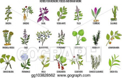 EPS Illustration - Best medicinal herbs for memory, focus ...
