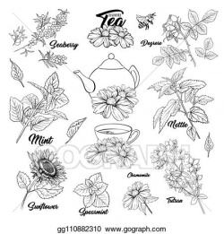 Vector Illustration - Tea herbs monochrome engraving set ...