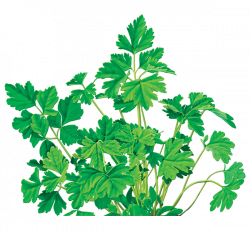 Parsley Herbal Supplement | M&K Food | Pinterest | Parsley, Herbs ...