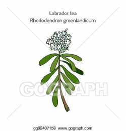 Vector Art - Labrador tea medicinal plant. Clipart Drawing ...
