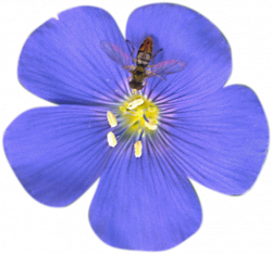 Flower Petal Blue Flax Tea Room Clip art - flower 595*559 transprent ...