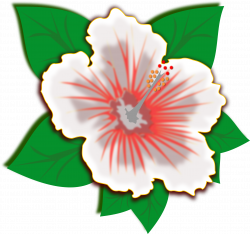 Clip art of white spring flower free image