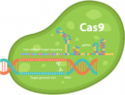 Synthego Announces Modified Synthetic sgRNA for CRISPR Genome ...