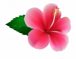 Hibiscus Png Clip - Pink Hibiscus Clip Art Free PNG Images ...