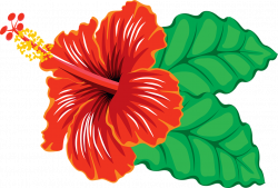 Free Image on Pixabay - Flower, Hibiscus, Tropical | Pinterest ...
