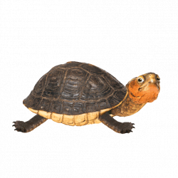 Turtle GIFs - Get the best GIF on GIPHY