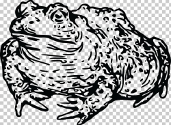 Frog Toad Amphibian Tadpole PNG, Clipart, Animal, Animals ...