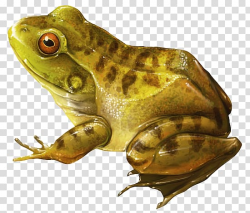 American bullfrog Amphibian Toad YouTube, rana transparent ...