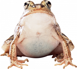 Fat Frog transparent PNG - StickPNG
