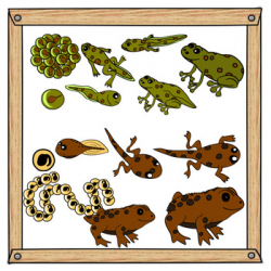 Frogs and toads life cycle Clip Art
