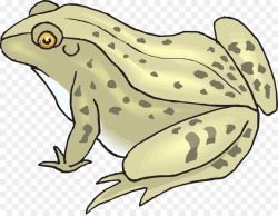 Fish Cartoon clipart - Frog, Wildlife, Food, transparent ...