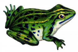 9 Frog Images and Clip Art! - The Graphics Fairy
