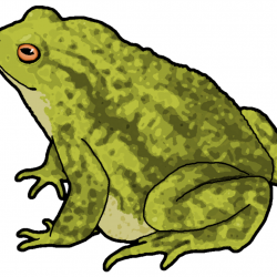 Free Toad Clipart real frog, Download Free Clip Art on Owips.com