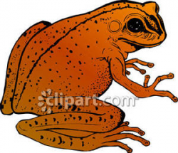 Realistic Orange Toad - Royalty Free Clipart Picture