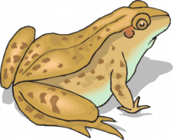 Brown Spotted Frog Clip Art at Clker.com - vector clip art ...