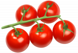Tomatoes Branch PNG Clipart - Best WEB Clipart