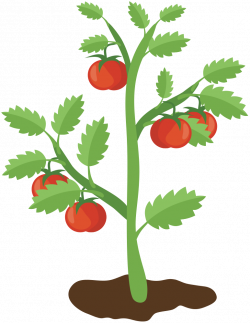 OnlineLabels Clip Art - Tomato Plant