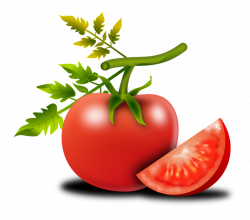 Tomato Png#4058900 - Shop of Clipart Library
