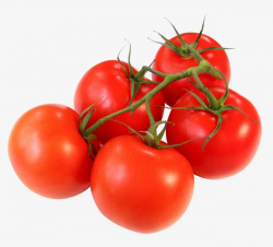 Tomatoes Tomato, Tomato, Vegetables, Tomatoes Clipart PNG ...