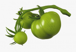 Green Tomato Clipart - Green Tomato Png , Transparent ...