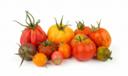 Tomatoes Clipart Heirloom Tomato - Heirloom Tomatoes Png ...