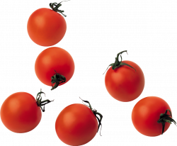 tomato tomatoes pomodoro pomodori veggie vegetables...