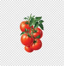 Juice Roma tomato Heirloom tomato Fruit Illustration ...