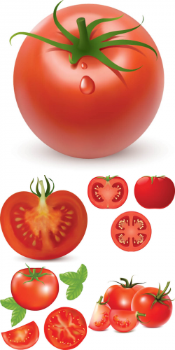 Tomatoes vector - Clip Art Library