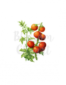 Tomato Clipart, Vintage Tomato Illustration Clipart for ...