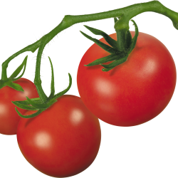 Tomato Plant Clip Art - mehmetcetinsozler.com