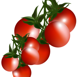 Tomato Plant Clip Art - mehmetcetinsozler.com