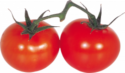 41 Cherri Tomato - Stickers | PNG
