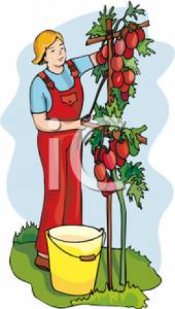 A Farmer Picking Tomatoes - Royalty Free Clipart Picture